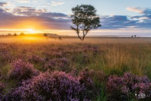 Workshop heide landschapsfotografie