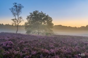 Workshop heide landschap fotografie