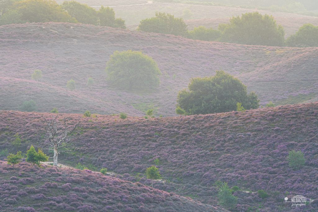 Heide landschapsfotografie