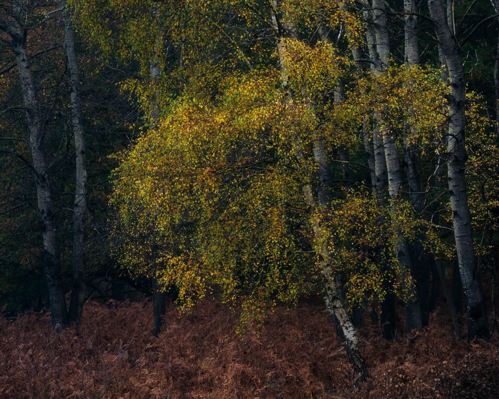 Bosfotografie - Sander Grefte