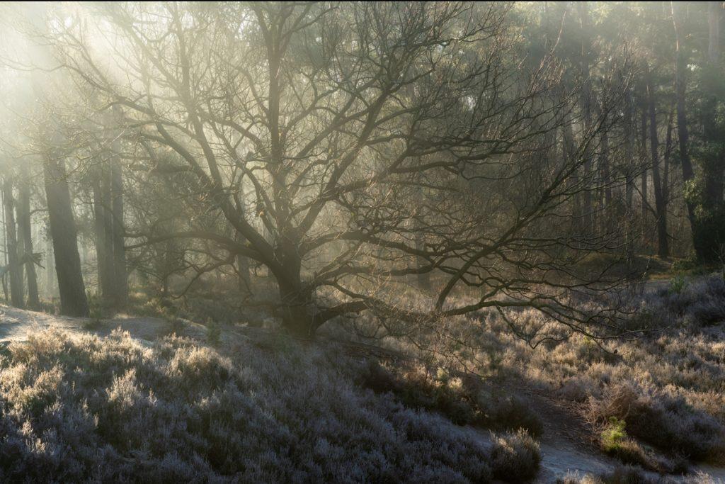 Panorama in het bos