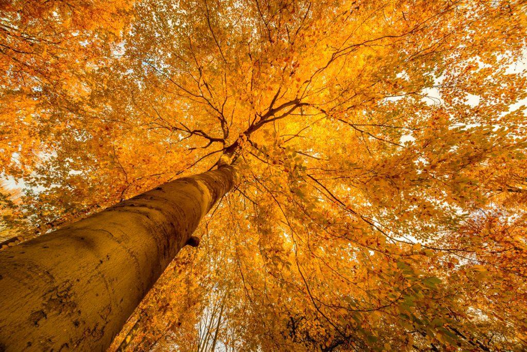 Herfst fotografie - Ellen van den Doel