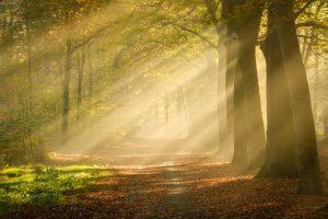 Herfst fotografie - Ellen van den Doel