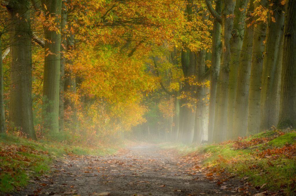 Herfst fotografie - Ellen van den Doel