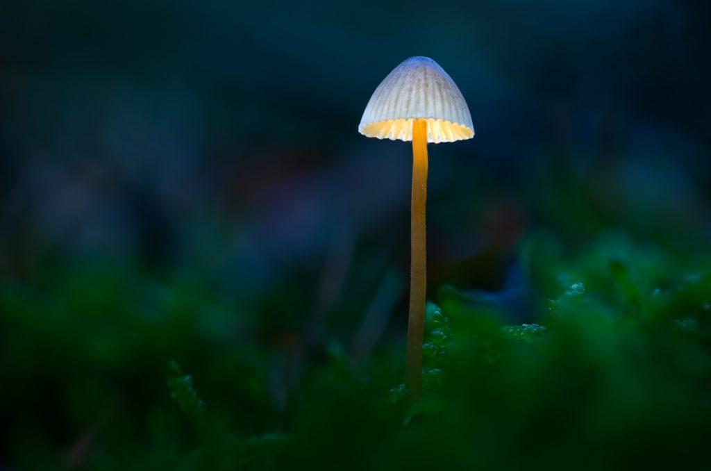 Herfst fotografie - Ellen van den Doel