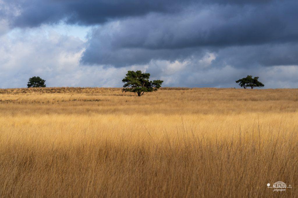 Dave Zuuring - landschap