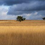 Fotowandeling Dutch Serengeti Image