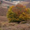 Fotowandeling Posbank in herfstkleuren - Dave Zuuring
