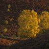Fotowandeling Posbank in herfstkleuren - Dave Zuuring