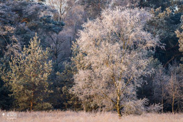 Fotowandeling winter op de Ginkel - Dave Zuuring