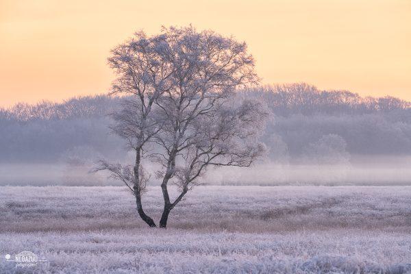 Fotowandeling winter op de Ginkel - Dave Zuuring