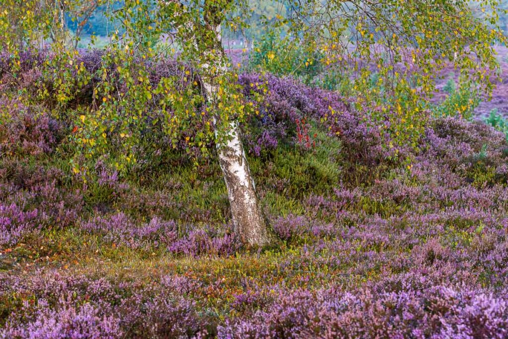 Dave Zuuring - heide