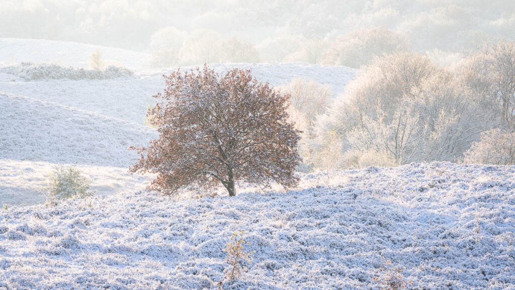 Dave Zuuring - Posbank winter
