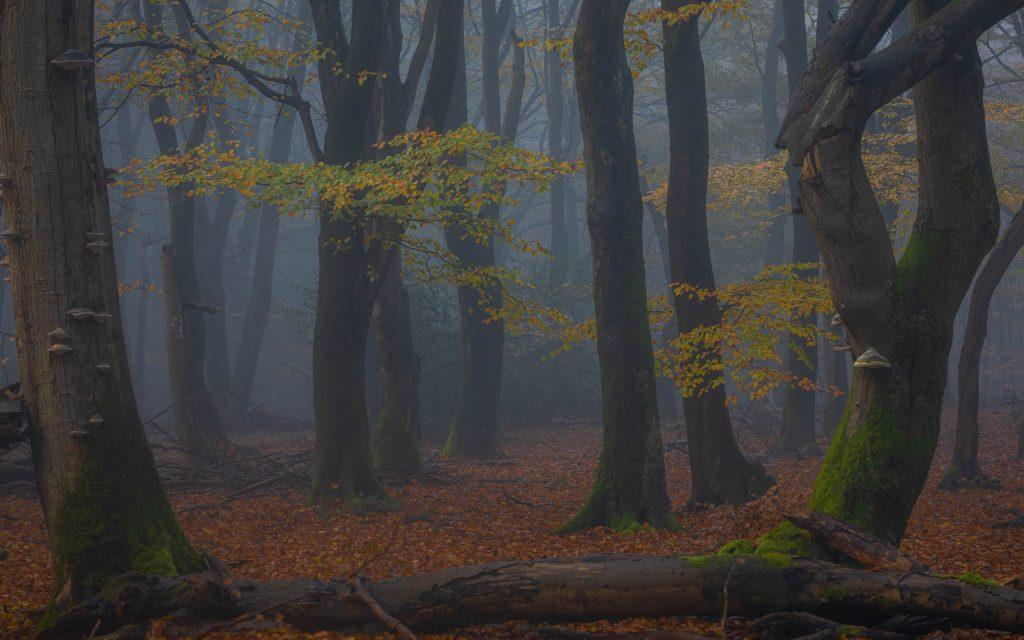 Bosmist - Paul Begijn