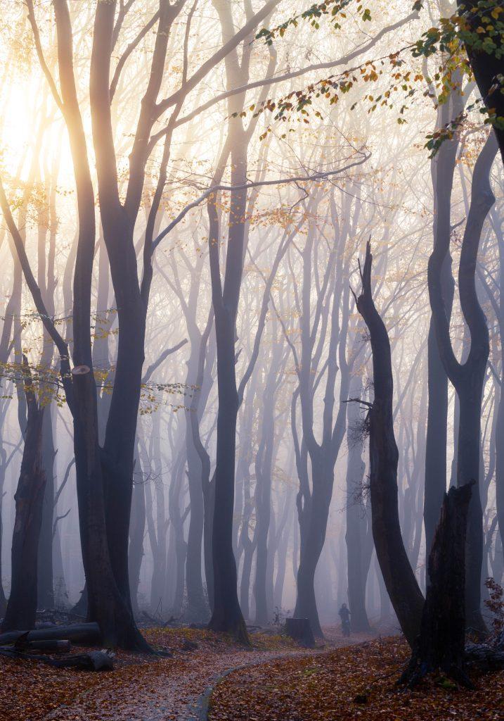 Bosmist - Paul Begijn