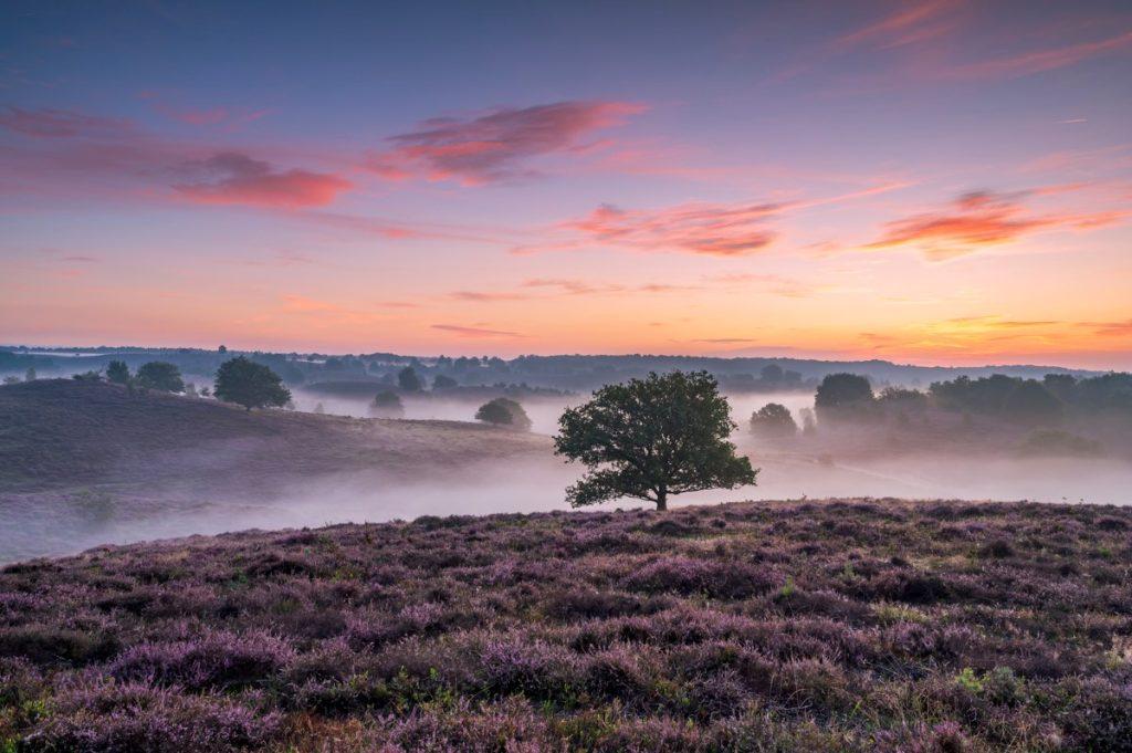 Heide - Sander Grefte