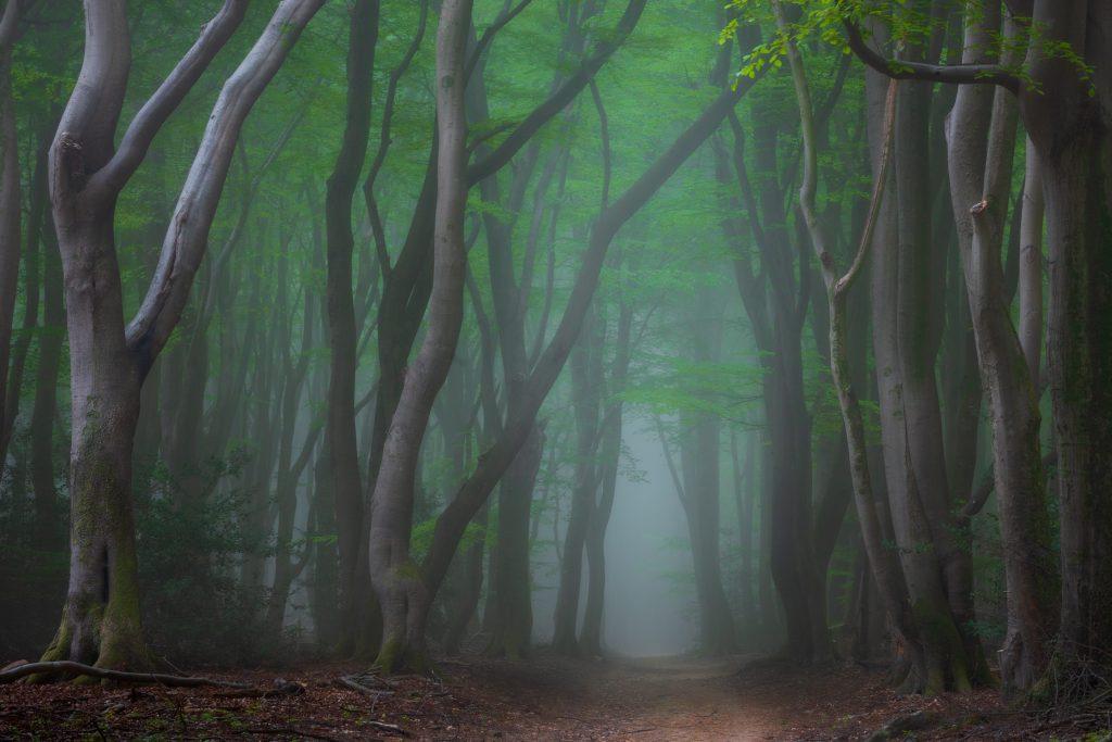Speulderbos - Paul Begijn