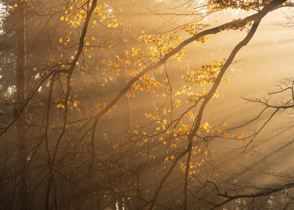 Herfst in het bos - Ellen van den Doel