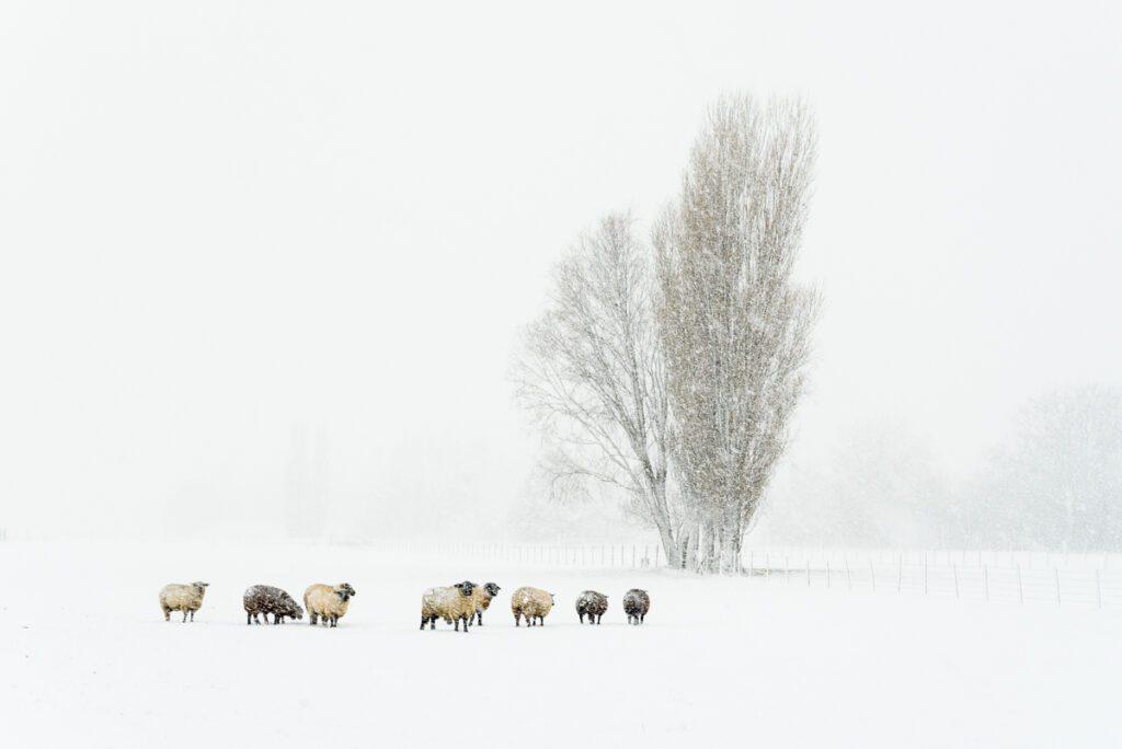 Sneeuw - Ellen van den Doel