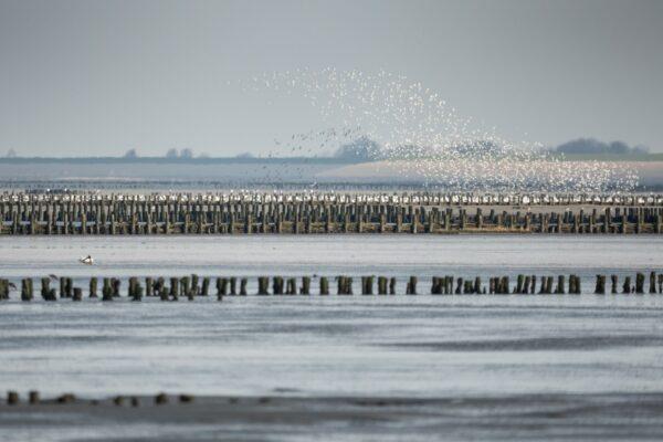 Ronald Rozema - Friese Wad