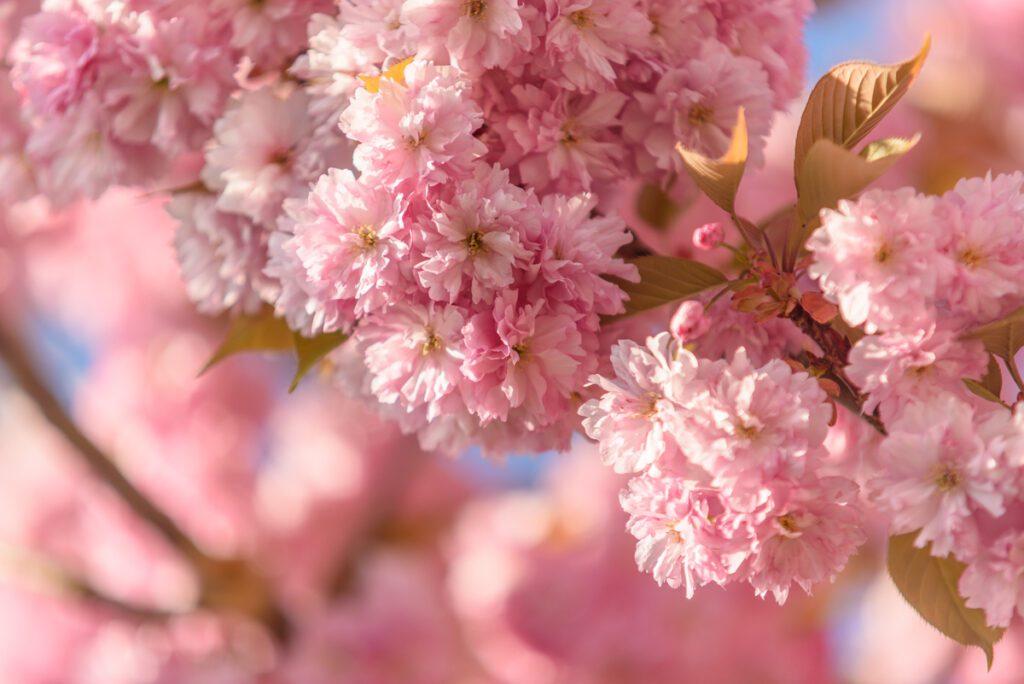 Bloesem - Ellen van den Doel