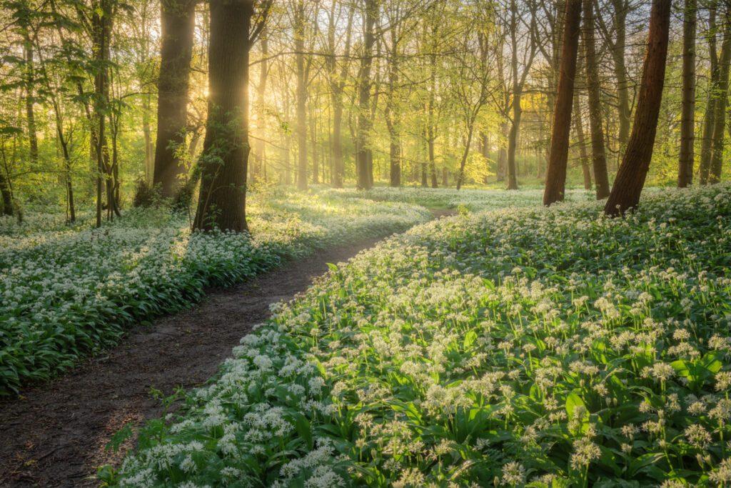 Daslook - Ellen van den Doel