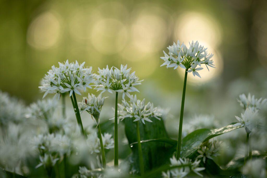 Daslook - Ellen van den Doel