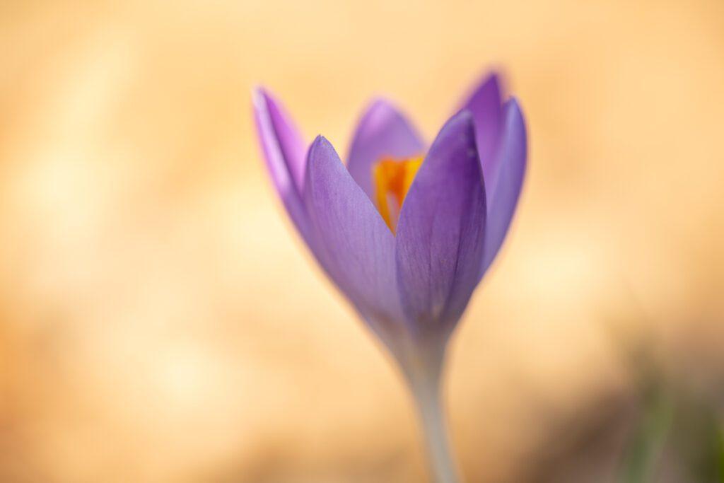 Lente - Ellen van den Doel