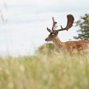 Workshop wildlife fotografie - Tom Zwerver