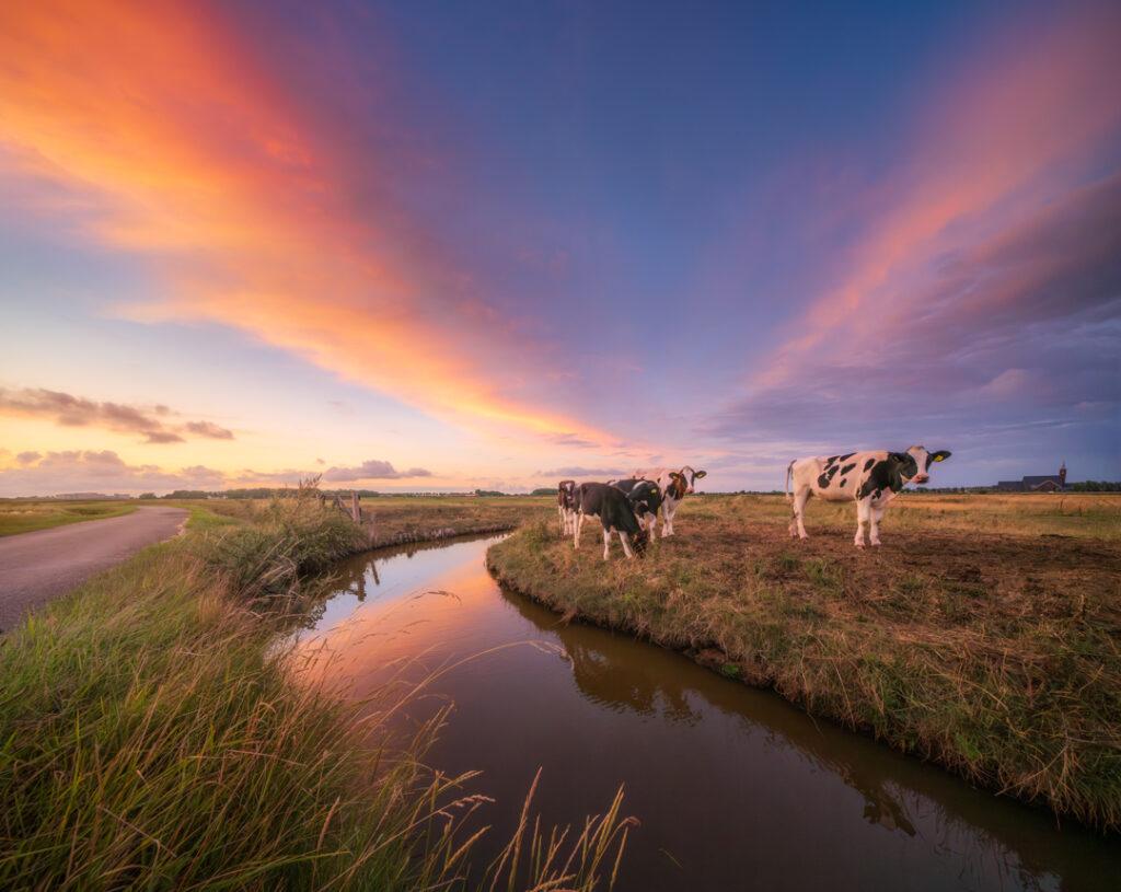Koeien landschap - Ellen van den Doel