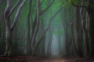 Bosmist - Paul Begijn