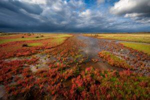 Zeekraal - Ellen van den Doel