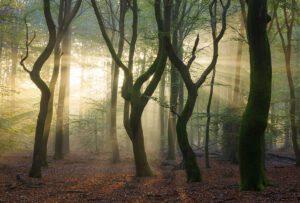 Bosmist Speulderbos - Paul Begijn