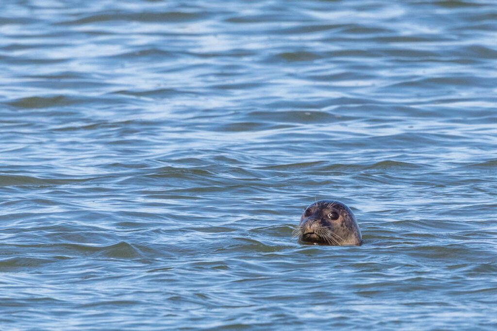Fotografie excursie 24 uur Wad met klipper - Ronald Rozema