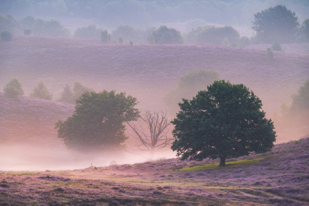 Heide - Ellen van den Doel