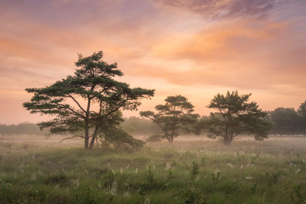 Mistige zonsopkomst - Ellen van den Doel