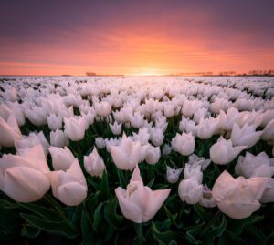 Tulpen - Ellen van den Doel