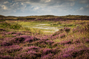 Fotowandeling heide - Dave Zuuring