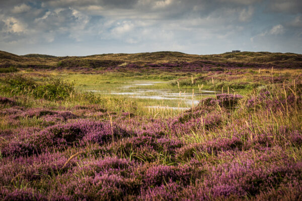 Fotowandeling heide - Dave Zuuring
