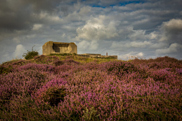 Fotowandeling heide - Dave Zuuring