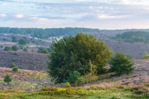 Fotowandeling heide - Dave Zuuring