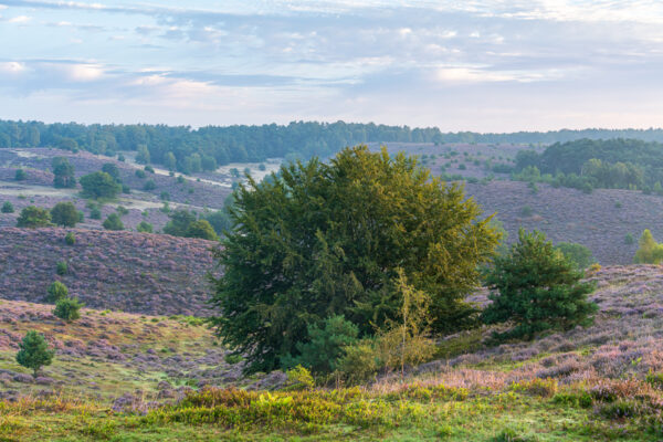 Fotowandeling heide - Dave Zuuring