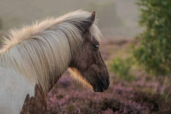 Fotowandeling heide - Dave Zuuring