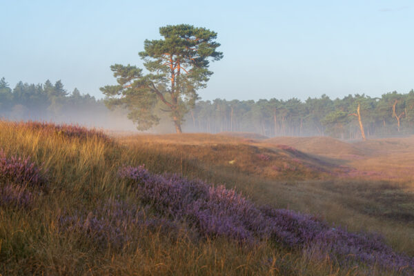 Fotowandeling heide - Dave Zuuring