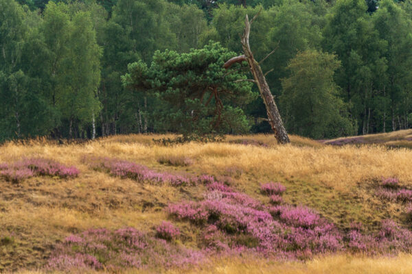 Fotowandeling heide - Dave Zuuring
