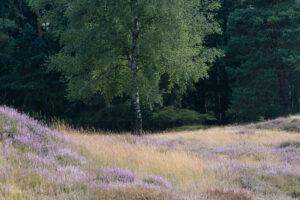 Fotowandeling heide - Dave Zuuring