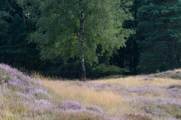 Fotowandeling heide - Dave Zuuring