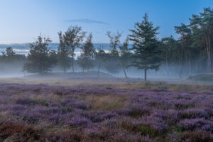 Fotowandeling heide - Dave Zuuring