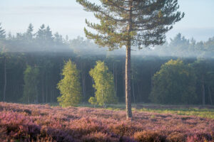 Fotowandeling heide - Dave Zuuring