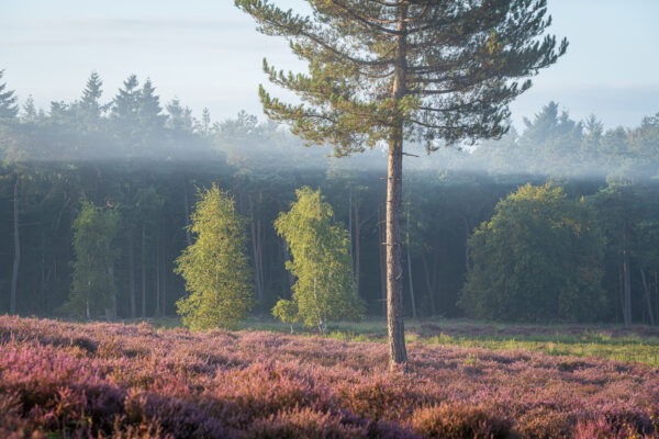 Fotowandeling heide - Dave Zuuring